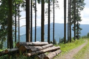 Bollenhut E-Mountainbike Fahrtechnik on Tour